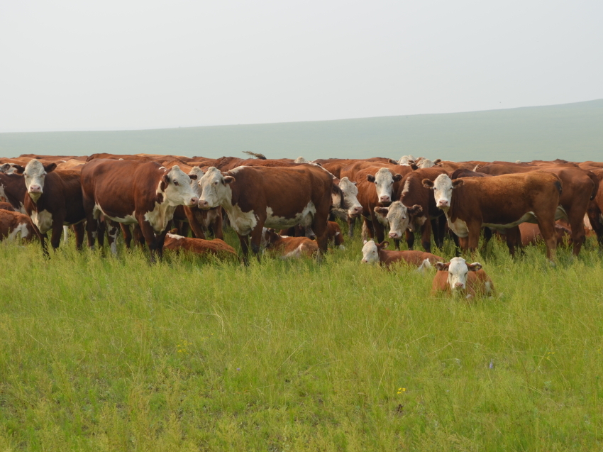 Свыше 940 миллионов рублей направили на развитие сельского хозяйства в Забайкалье с начала года